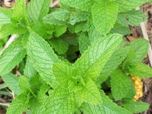 mint-83061_640