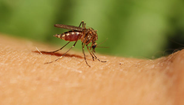 Sommer und lästige Insekten - Was tun? 2 gelse