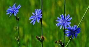 Vergessene Hilfe durch Heilpflanzen 2 Heilkraut Wegwarte