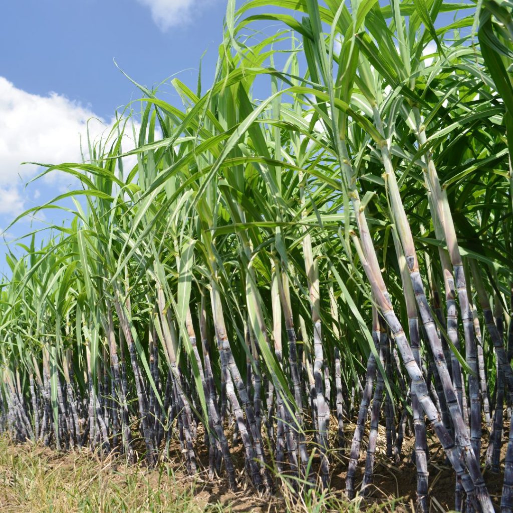 Jetzt: Rum Tasting und Workshop Aktion 🌴🍹 8 Rum Workshop Bilder 08