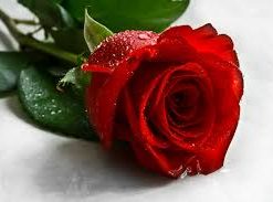 Rose 3