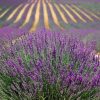 Lavendelwasser 2 lavendel